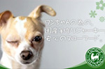 ����W���[�L�[�̔���DOG'S MUNDO�l